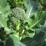 Brocoli