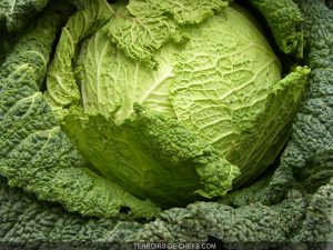 Le chou vert
