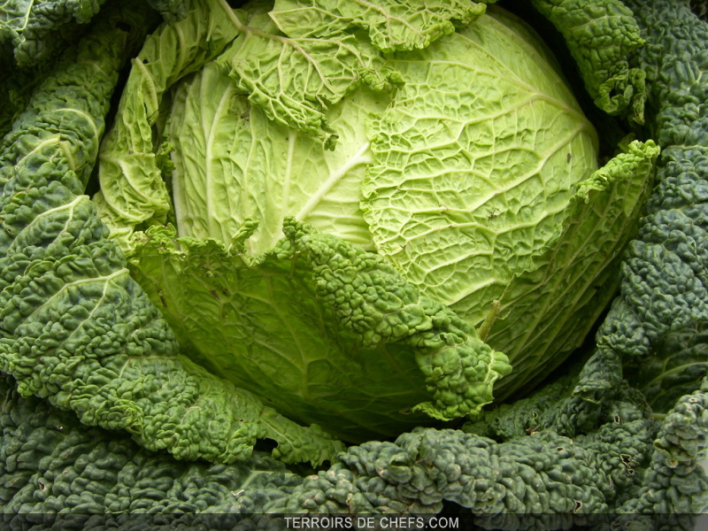Le chou vert