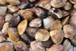 Fruits de mer  (huîtres)