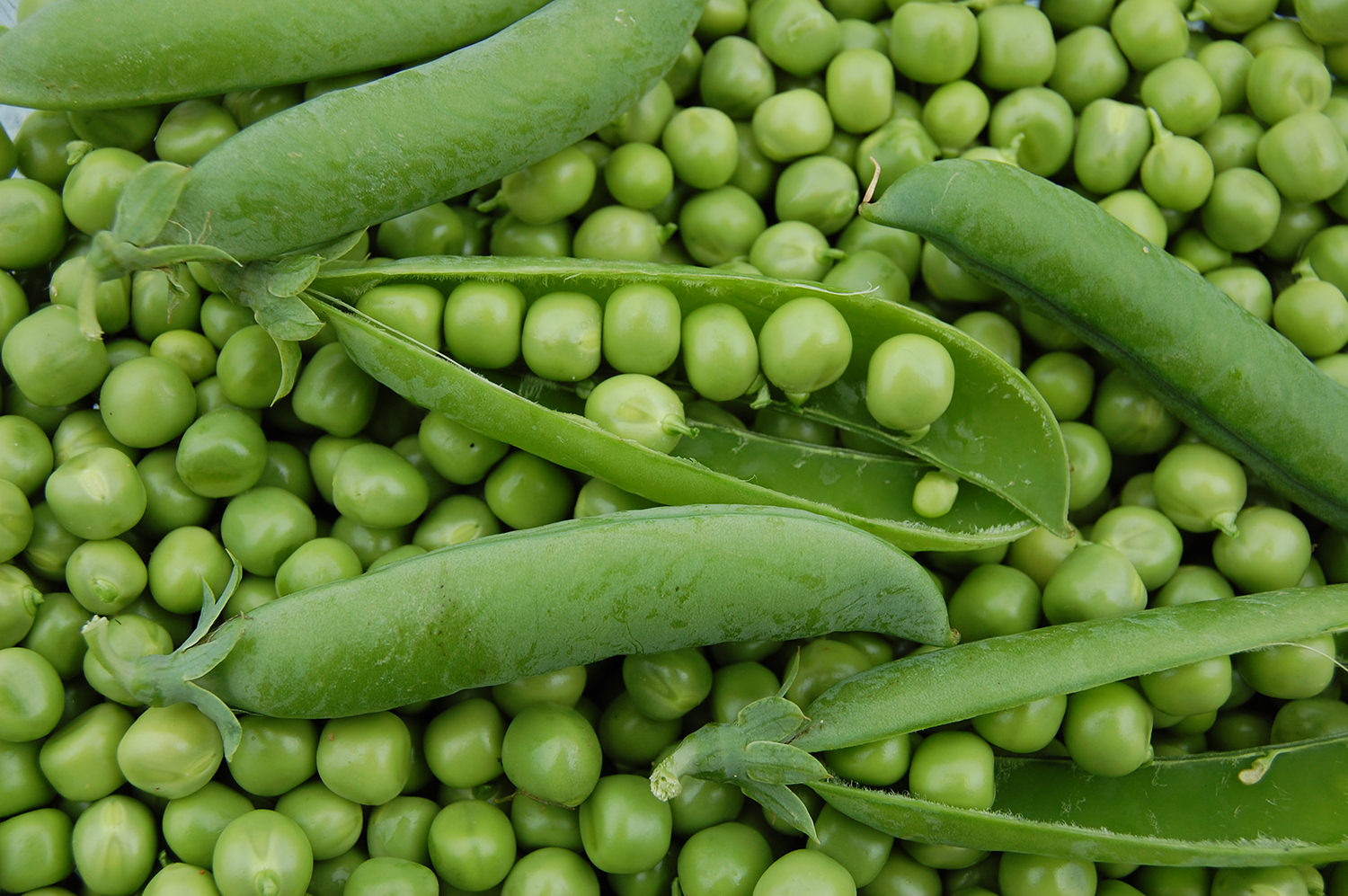 Petit pois