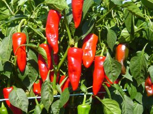 Le piment