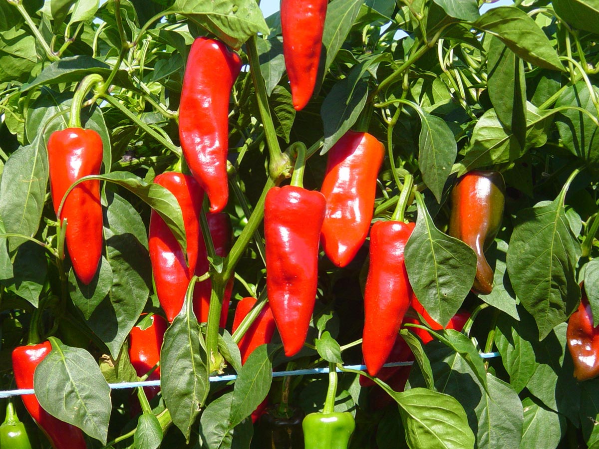 Le piment