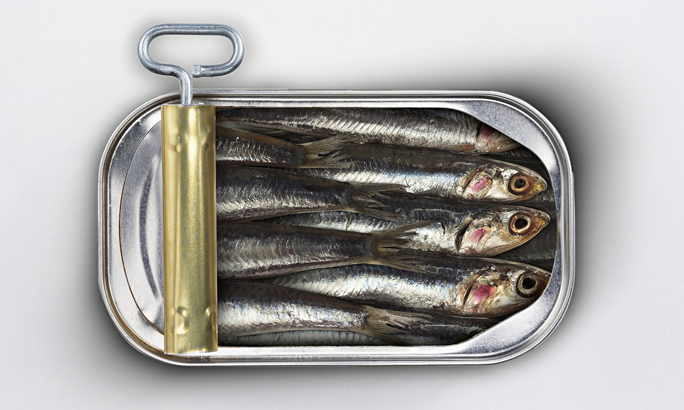 Sardines